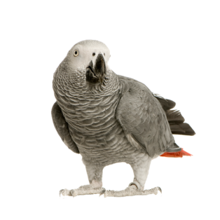 gallery/grey-parrot-png-photo